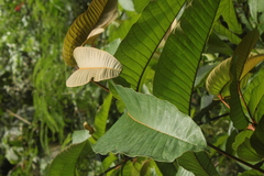 Vismia macrophylla