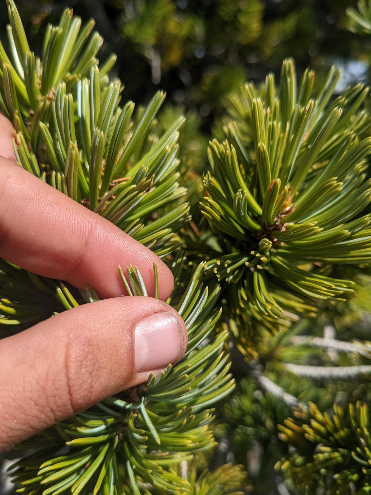 Pinus Balfouriana Balf pinus-balfouriana-balf