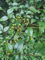 Zanthoxylum coco
