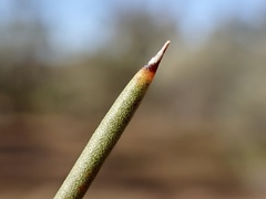 Hakea leucoptera leucoptera