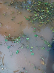 Marsilea quadrifolia