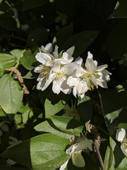 Philadelphus lewisii