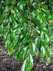Camellia cuspidata