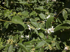 Philadelphus lewisii