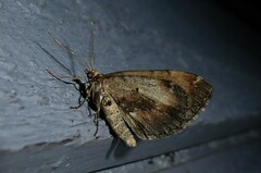 Asaphodes