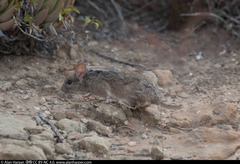 Bryant's Woodrat photo 2