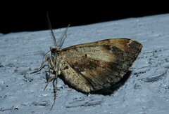 Asaphodes
