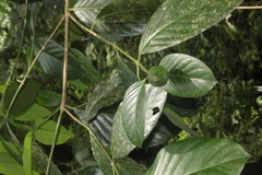 Posoqueria