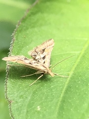 Diasemia accalis
