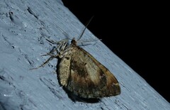 Asaphodes