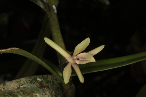 Epidendrum blancheanum Urb.
