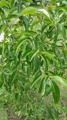 Diospyros virginiana