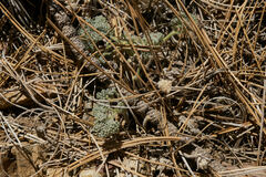 Oreonana vestita