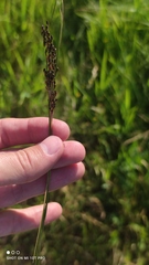 Juncus gerardii gerardii