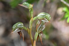 Pterostylis aciculiformis