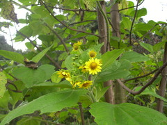 Smallanthus pyramidalis
