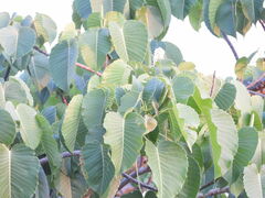 Hura polyandra