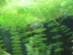 Hyphessobrycon columbianus