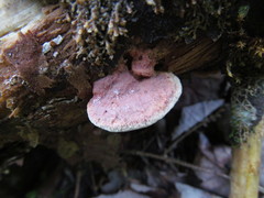 Hapalopilus rutilans