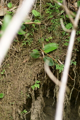Mickelopteris cordata