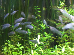 Kryptopterus vitreolus