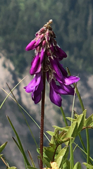 Hedysarum hedysaroides