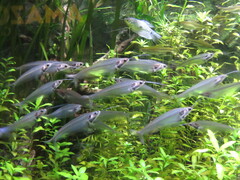 Kryptopterus vitreolus