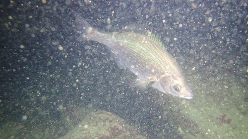 Sharpnose seaperch (Phanerodon atripes) — Embiotocidae — 4