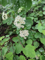 Spiraea trilobata