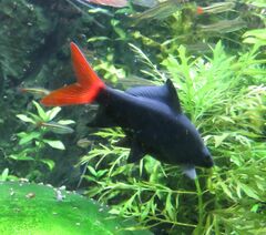 Epalzeorhynchos bicolor