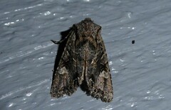 Ichneutica insignis