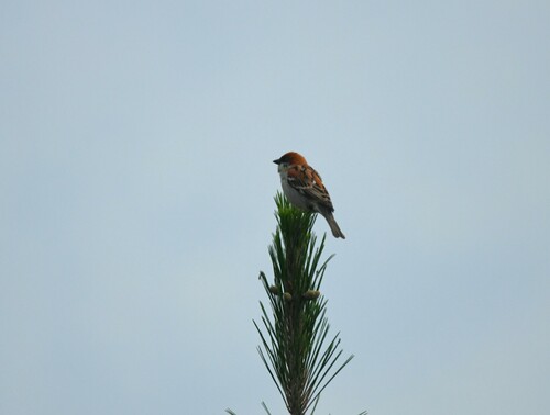 Russet Sparrow (Passer cinnamomeus), photo 7