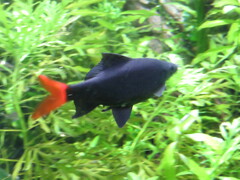 Epalzeorhynchos bicolor