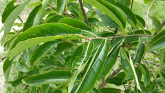 Diospyros virginiana