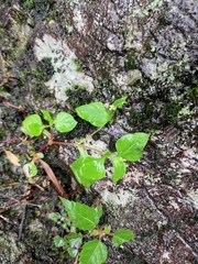 Persicaria nepalensis