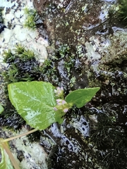 Persicaria nepalensis