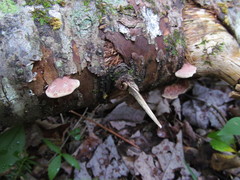 Hapalopilus rutilans