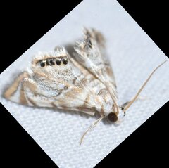 Eoparargyractis