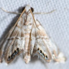 Eoparargyractis
