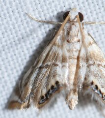 Eoparargyractis