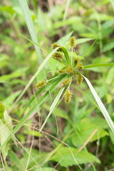 Cyperus cyperinus