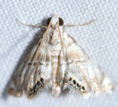 Eoparargyractis