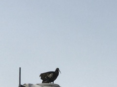 Bostrychia carunculata