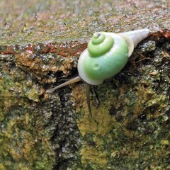 Leptopoma perlucidum