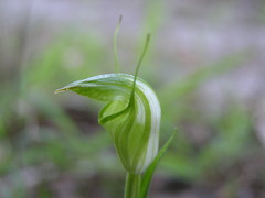 Pterostylis alveata