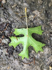 Quercus acerifolia
