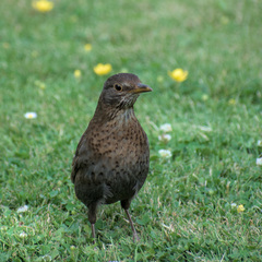 Turdus merula