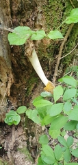 Phallus flavocostatus