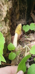 Phallus flavocostatus