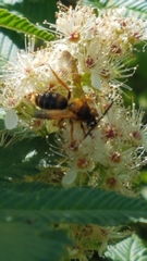 Andrena prunorum